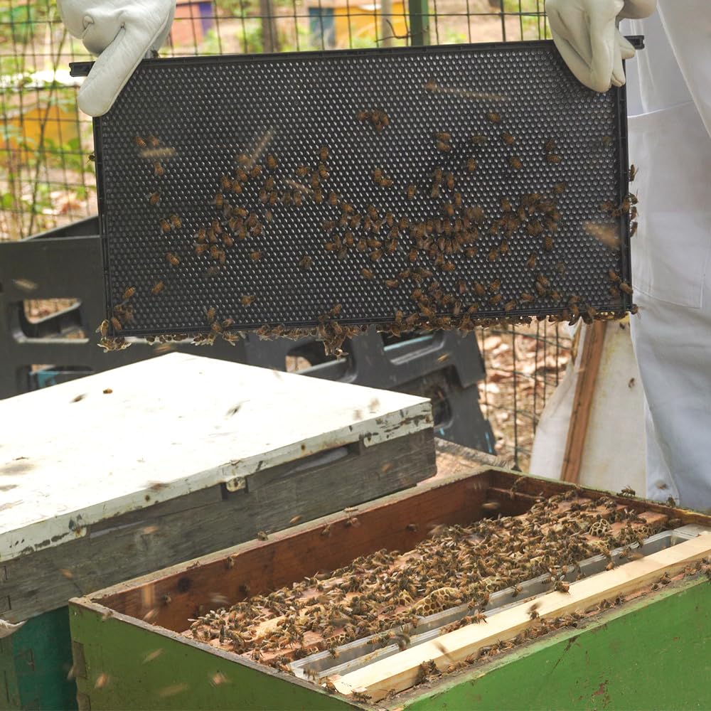 witbee beekeeper holding a frame showing easy handling and time-saving benefit