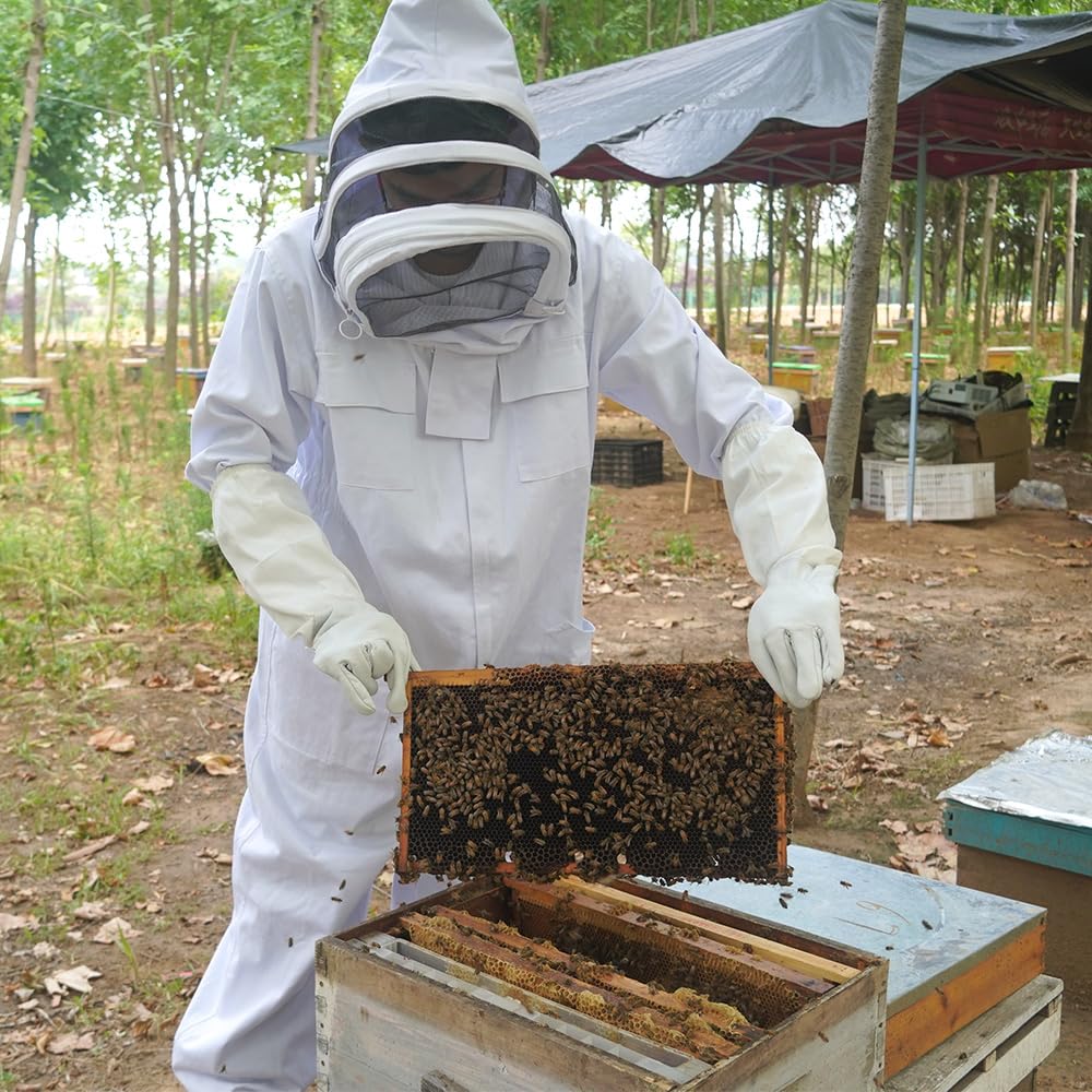 witbee foundation sheets in a garden apiary setting, supports healthy hive management
