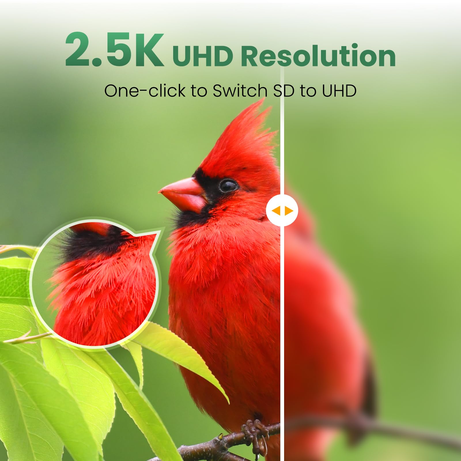 WLNYUGS app live stream on phone for instant birdwatching anywhere