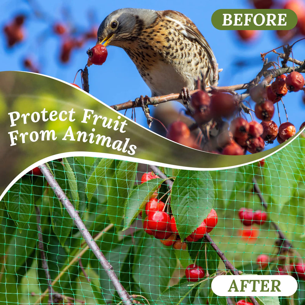 Woanger net draped over fruit tree in backyard, prevents bird and pest damage