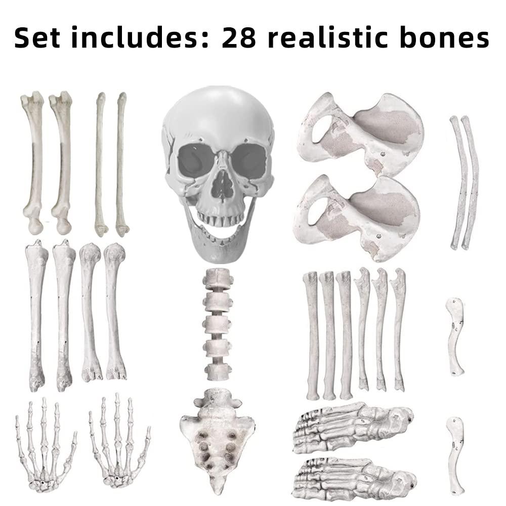 Wocst close-up of the 9-inch skull highlighting lifelike contours for dramatic displays