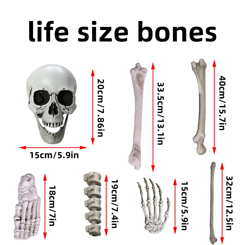 Wocst detailed shot of backbone and vertebrae pieces for realistic skeletal structure