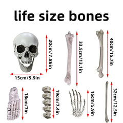 Wocst detailed shot of backbone and vertebrae pieces for realistic skeletal structure