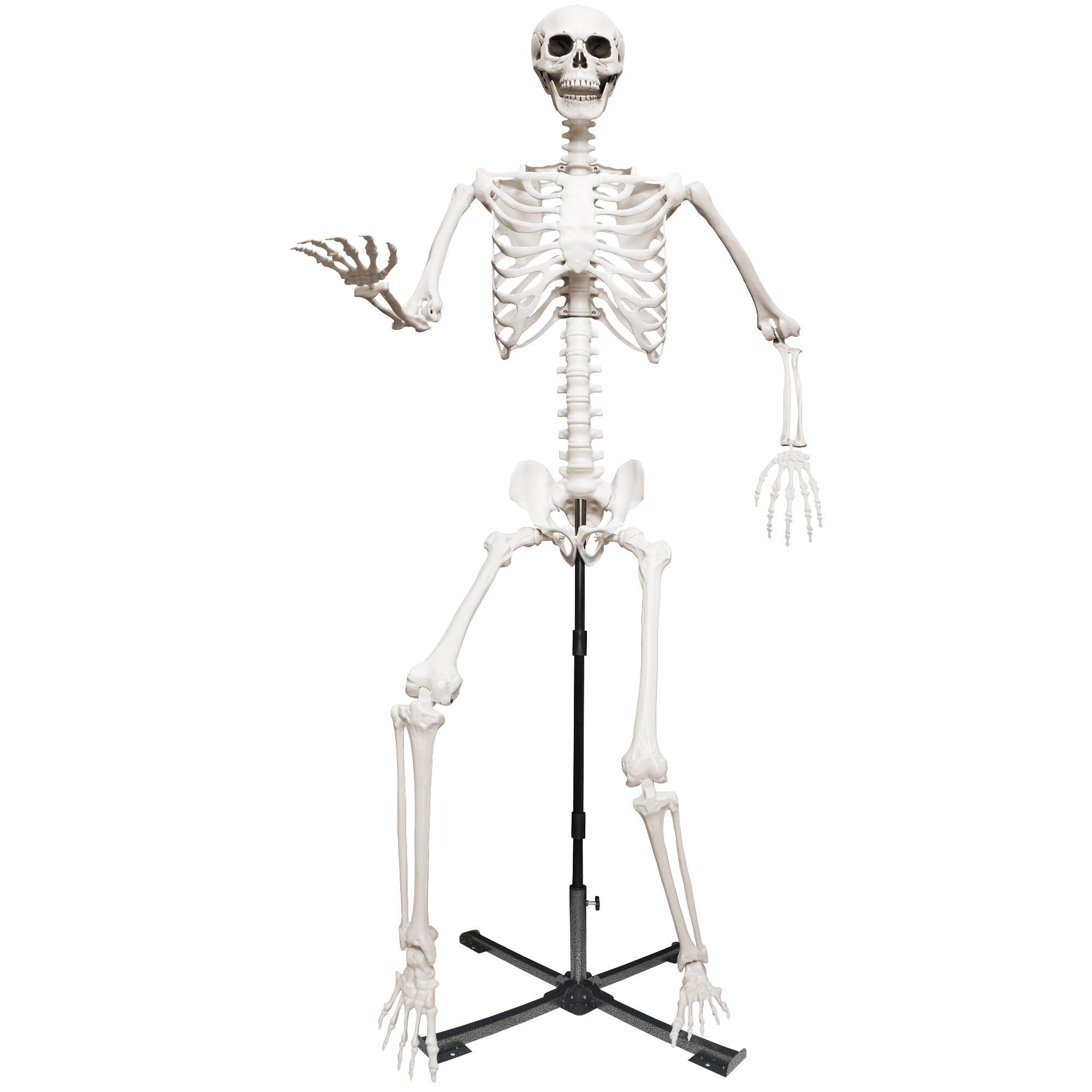 Wocst front view of 7.9ft skeleton on stand showing full height and realistic silhouette
