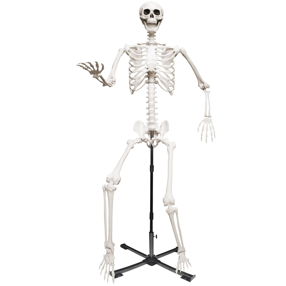 Wocst front view of 7.9ft skeleton on stand showing full height and realistic silhouette