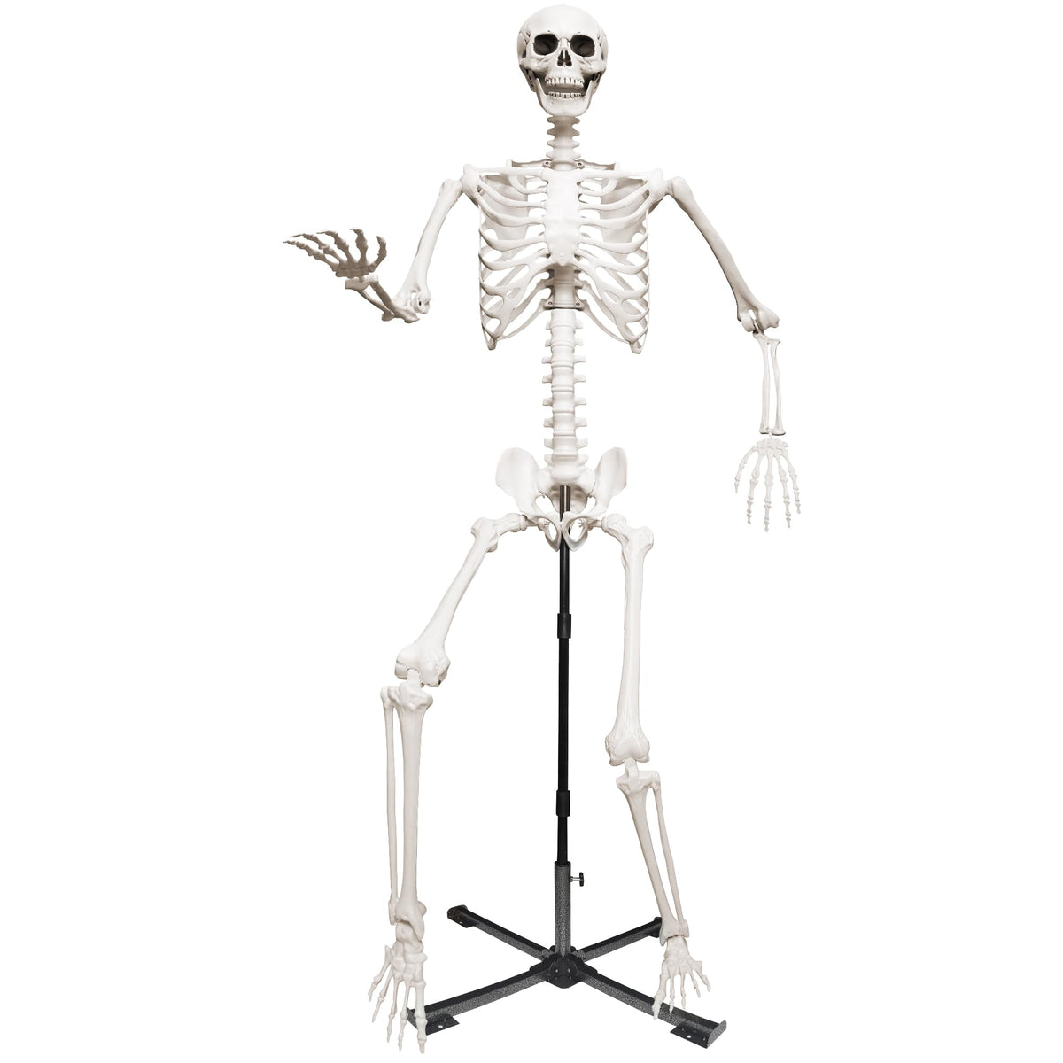 Wocst front view of 7.9ft skeleton on stand showing full height and realistic silhouette