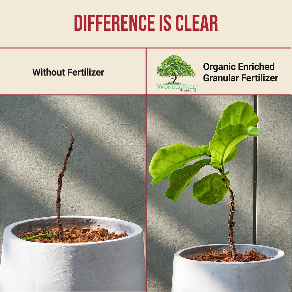 WonderTree Organics in garden with ripe tomatoes illustrating productive results