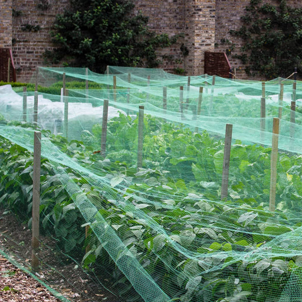 wondihao garden scene with netting protecting beds and improving harvest security