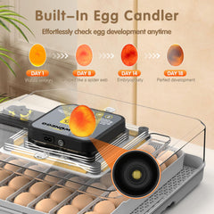 WONEGG egg rack close-up with eggs in neat rows for organized incubation