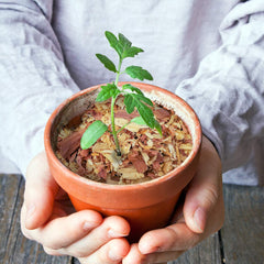 Wood Smith USA used as plant top-dressing on potted plant for cleaner soil surface
