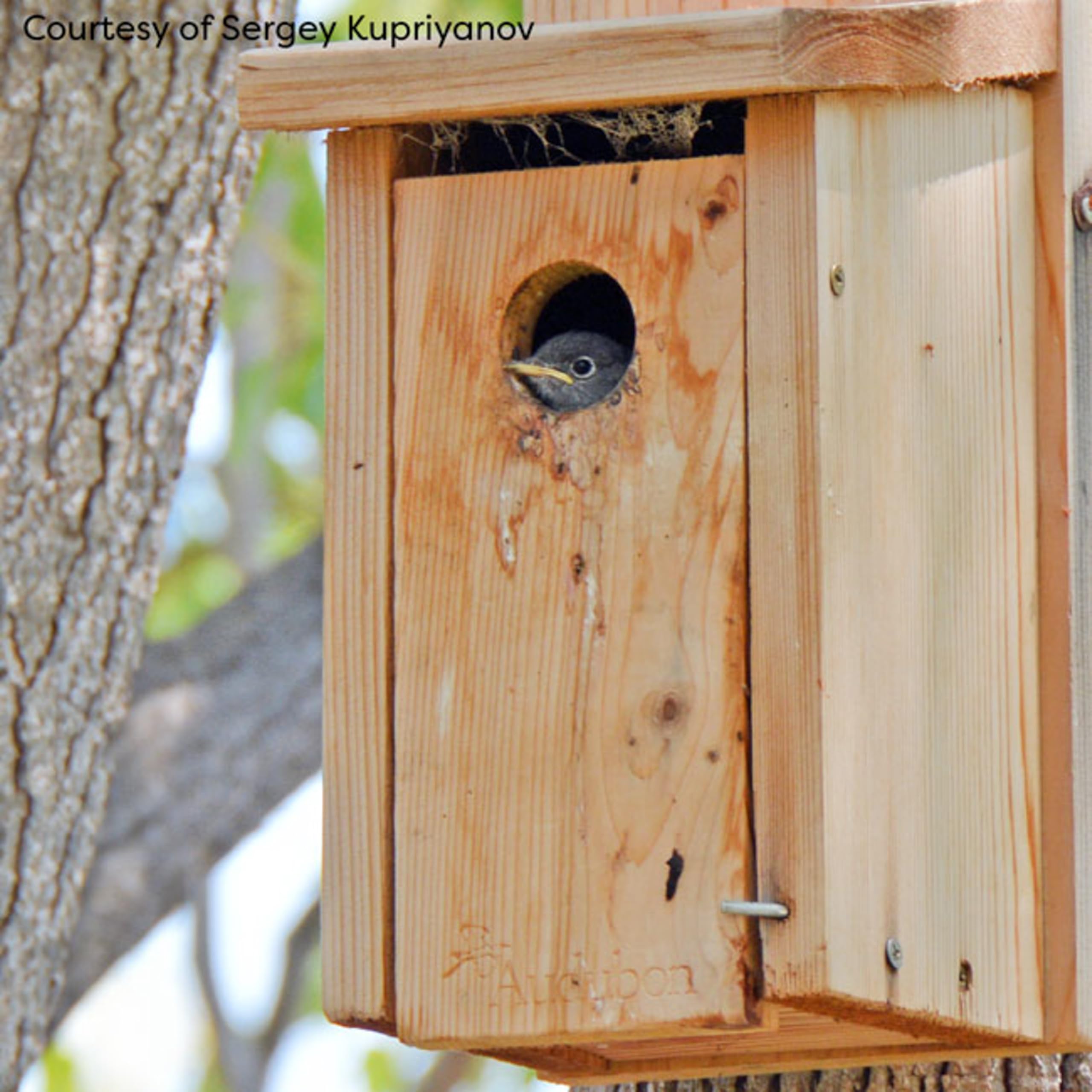 WoodLink Audubon cedar house mounted on a post in yard, attracts bluebirds in natural setting