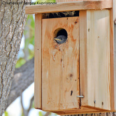 WoodLink Audubon cedar house mounted on a post in yard, attracts bluebirds in natural setting