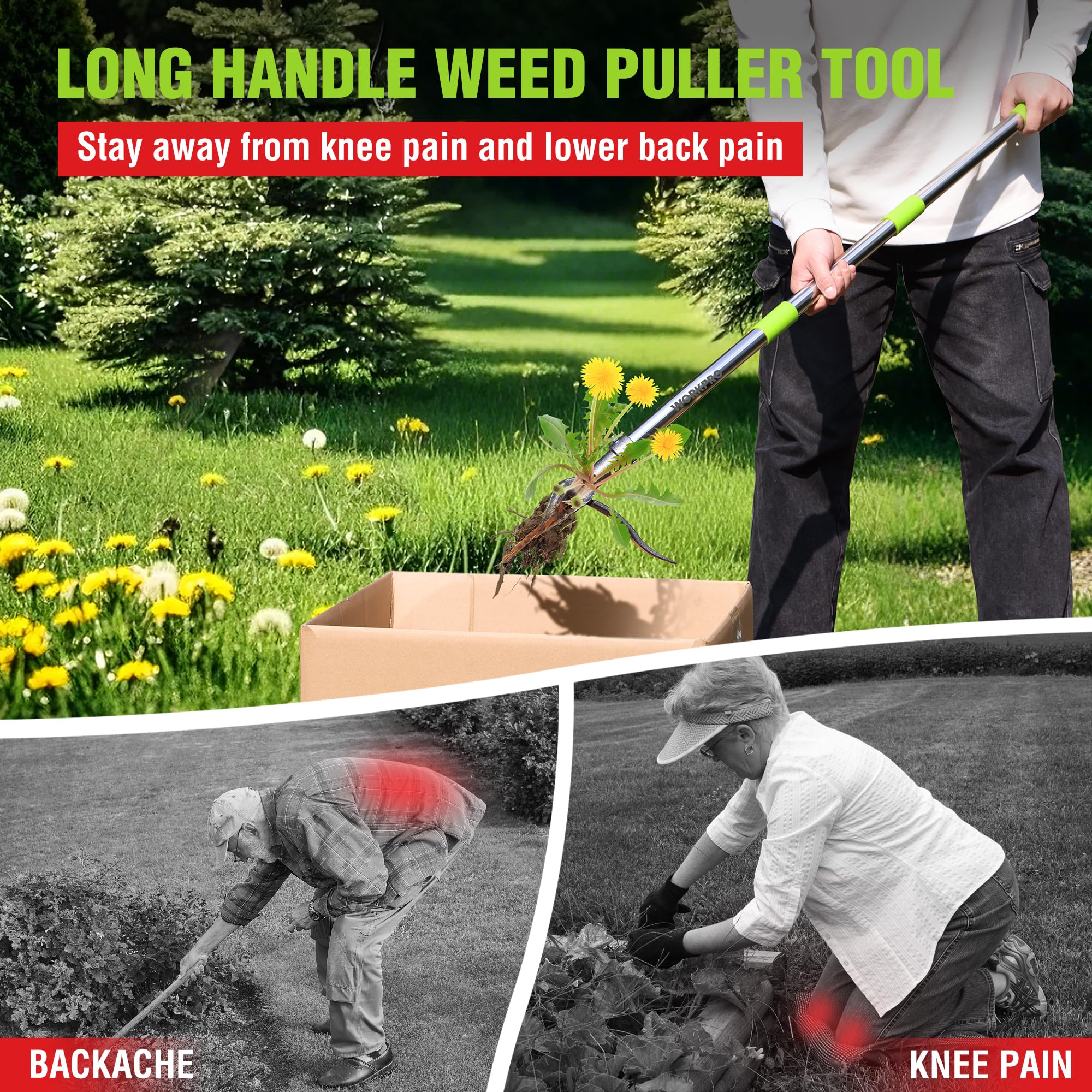WORKPRO in-use pulling a dandelion showing root removal without bending