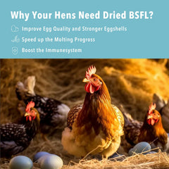 WormsFarm serving bowl offered to chickens demonstrating palatability