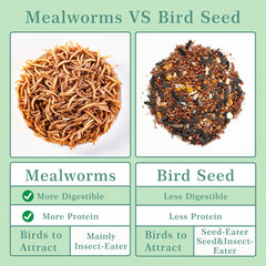 WORMSKING mealworms attracting wild birds in a backyard garden feeder