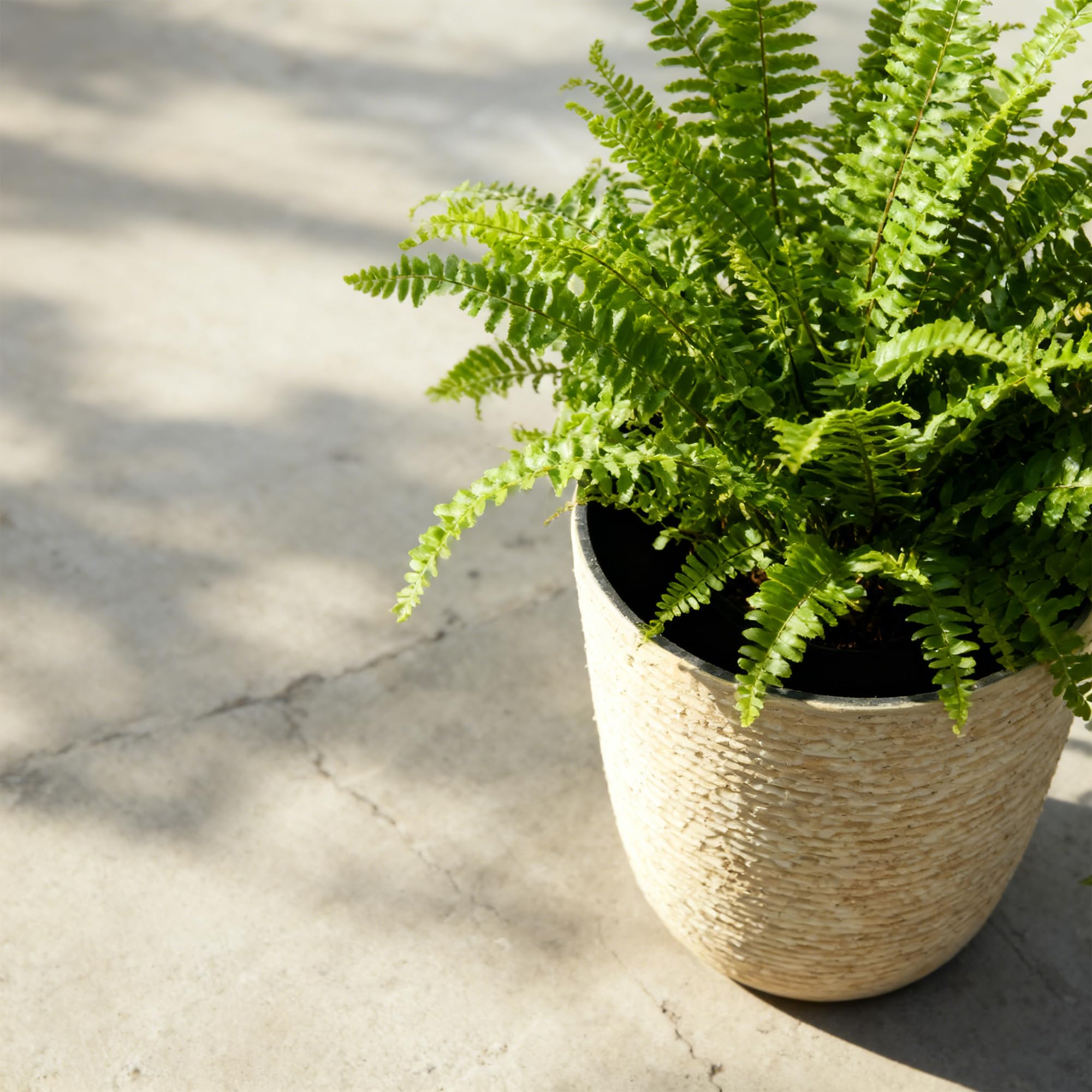 Worth planter on porch with tall greenery showing decorative impact