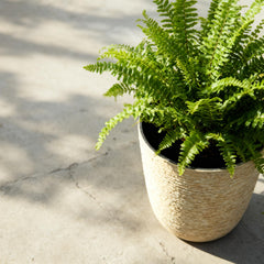 Worth planter on porch with tall greenery showing decorative impact