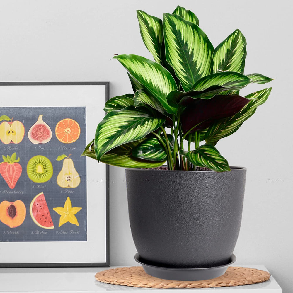 WOUSIWER 10-inch pot with fiddle-leaf plant demonstrating in-home use