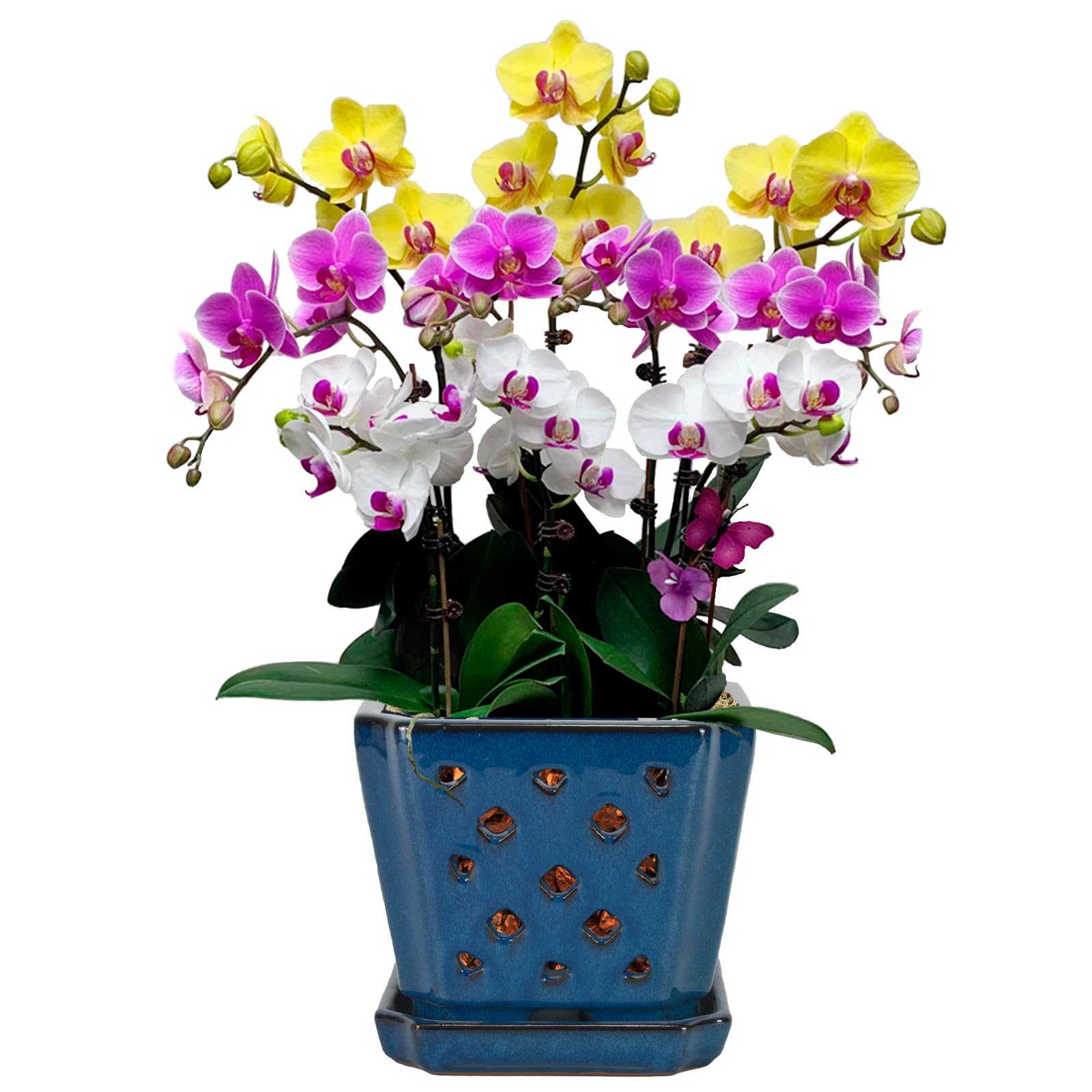 W&W front view of blue ceramic orchid pot showing elegant shape and stability