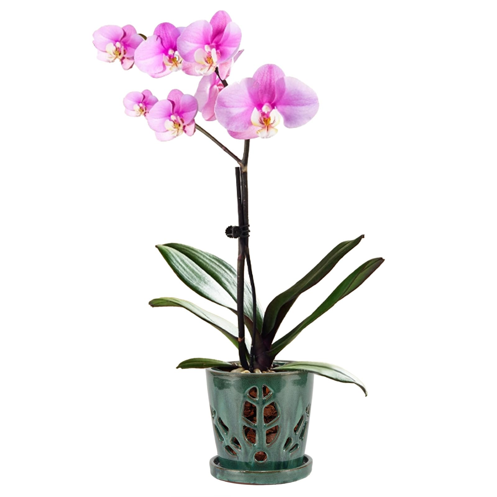 W&W orchid pot front view showing shape and green mix glaze for attractive display