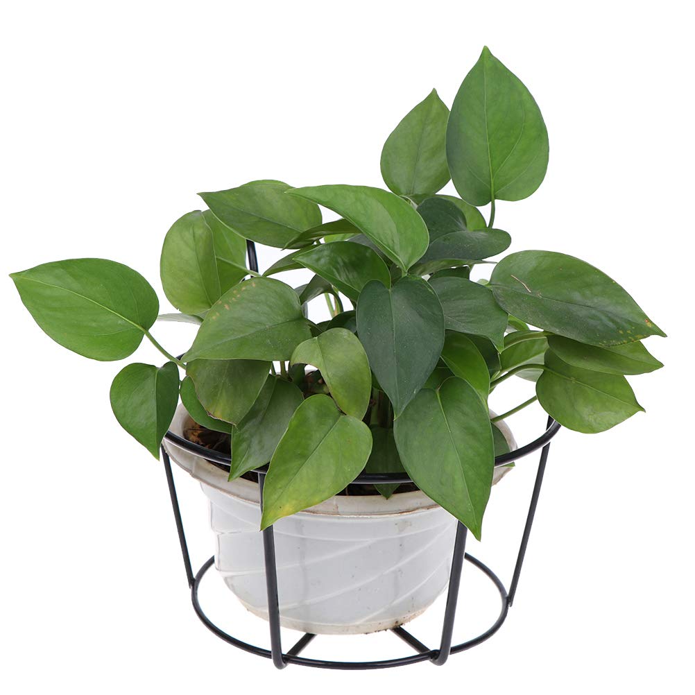 WWahuayuan styled on patio with multiple pots creating inviting outdoor decor