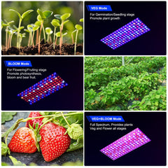 Close-up of WZDRAGON dual 10W LED chips highlighting high output for stronger growth