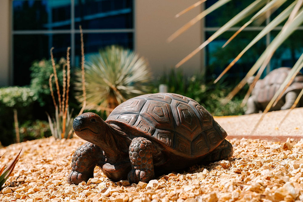 XBrand turtle placed in garden illustrating outdoor visual appeal