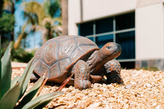 XBrand close-up of turtle shell showing realistic texture and depth