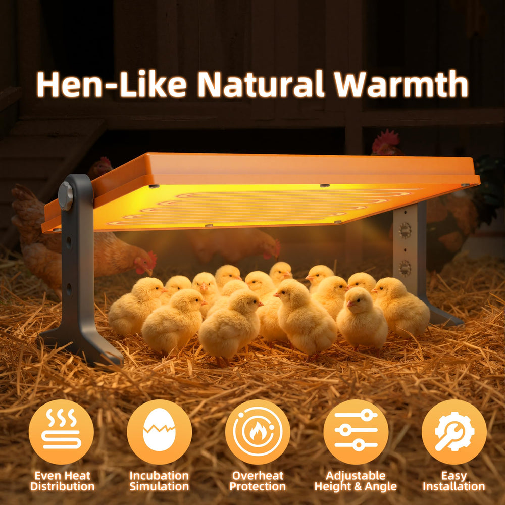 Xbrigh brooder next to ruler showing 12x8 inch scale for size clarity