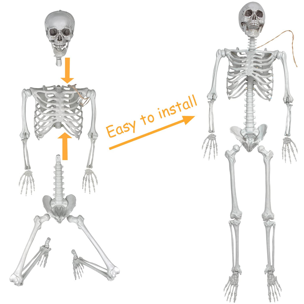 XONOR assembled life-size full body skeleton demonstrating poseability benefit