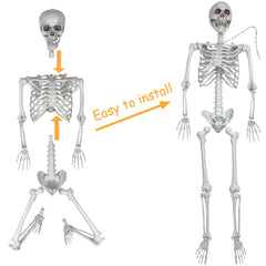 XONOR assembled life-size full body skeleton demonstrating poseability benefit