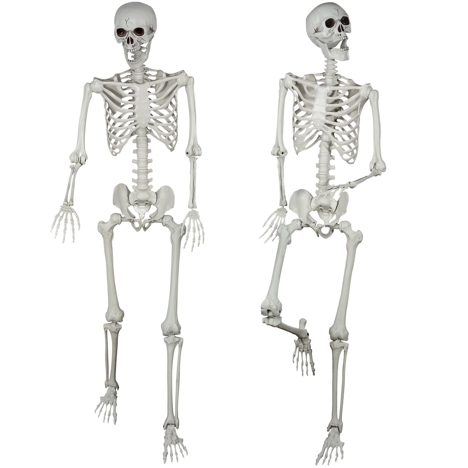 XONOR front view showing whole skeleton package and realistic bones benefit realistic displays