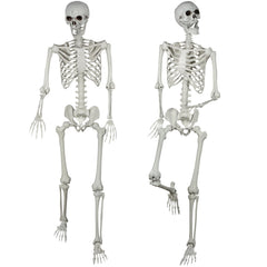 XONOR front view showing whole skeleton package and realistic bones benefit realistic displays