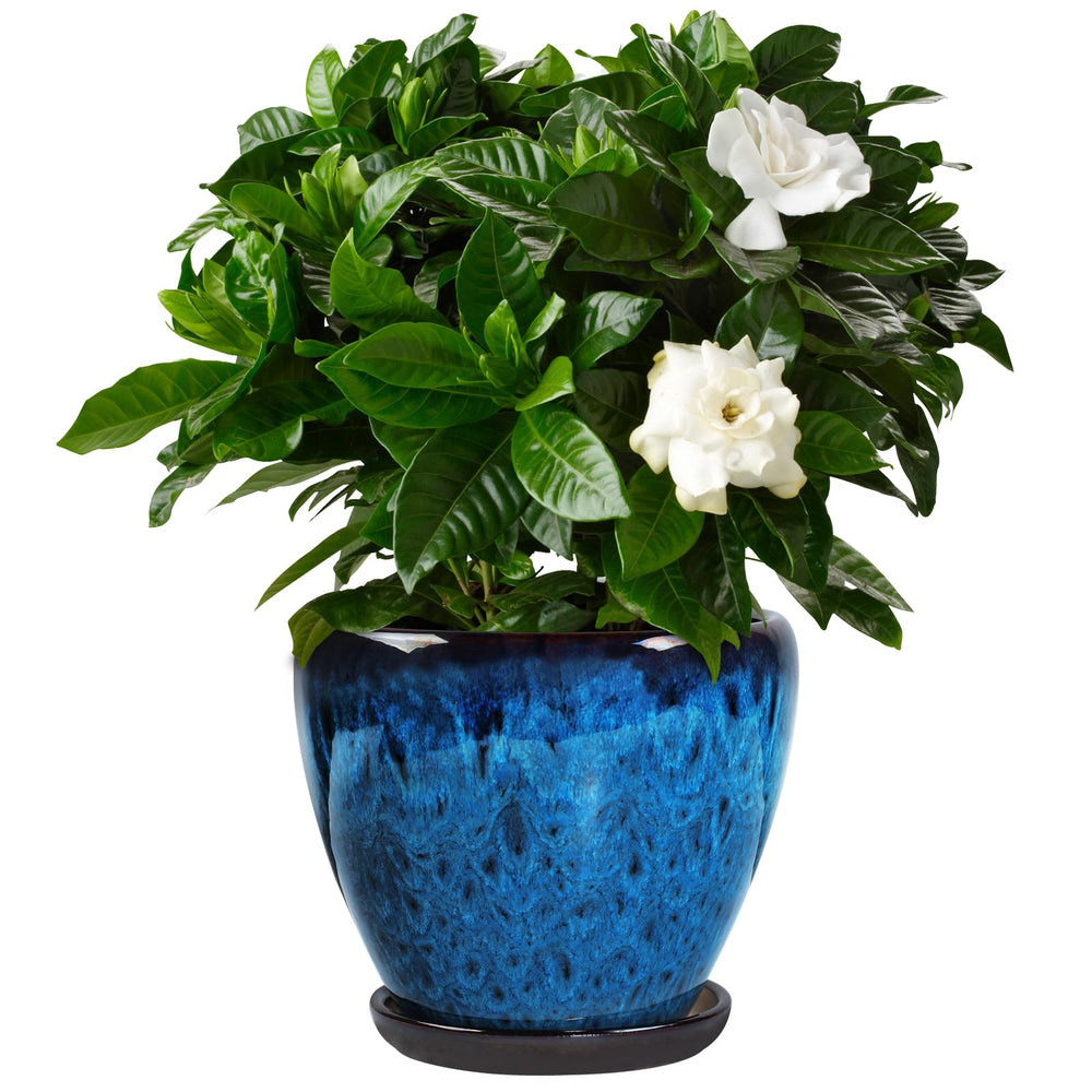 Xoogifae front view peacock blue pot showing elegant finish and décor appeal