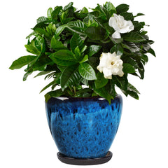 Xoogifae front view peacock blue pot showing elegant finish and décor appeal