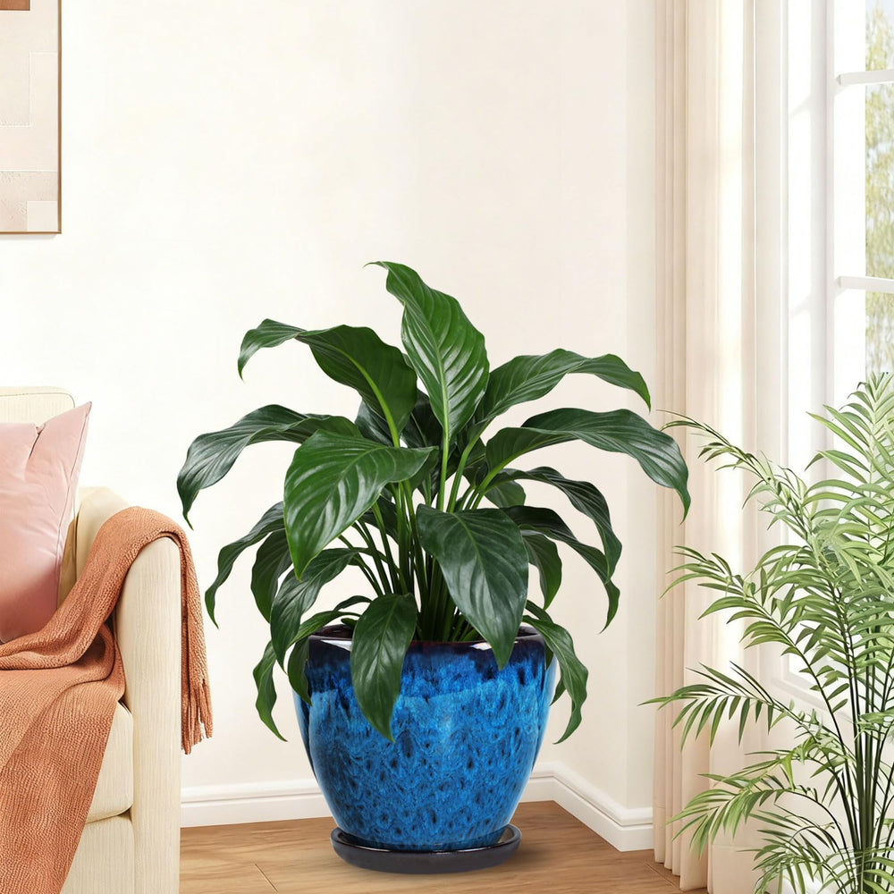 Xoogifae removable saucer under planter capturing overflow for clean surfaces