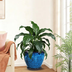 Xoogifae removable saucer under planter capturing overflow for clean surfaces