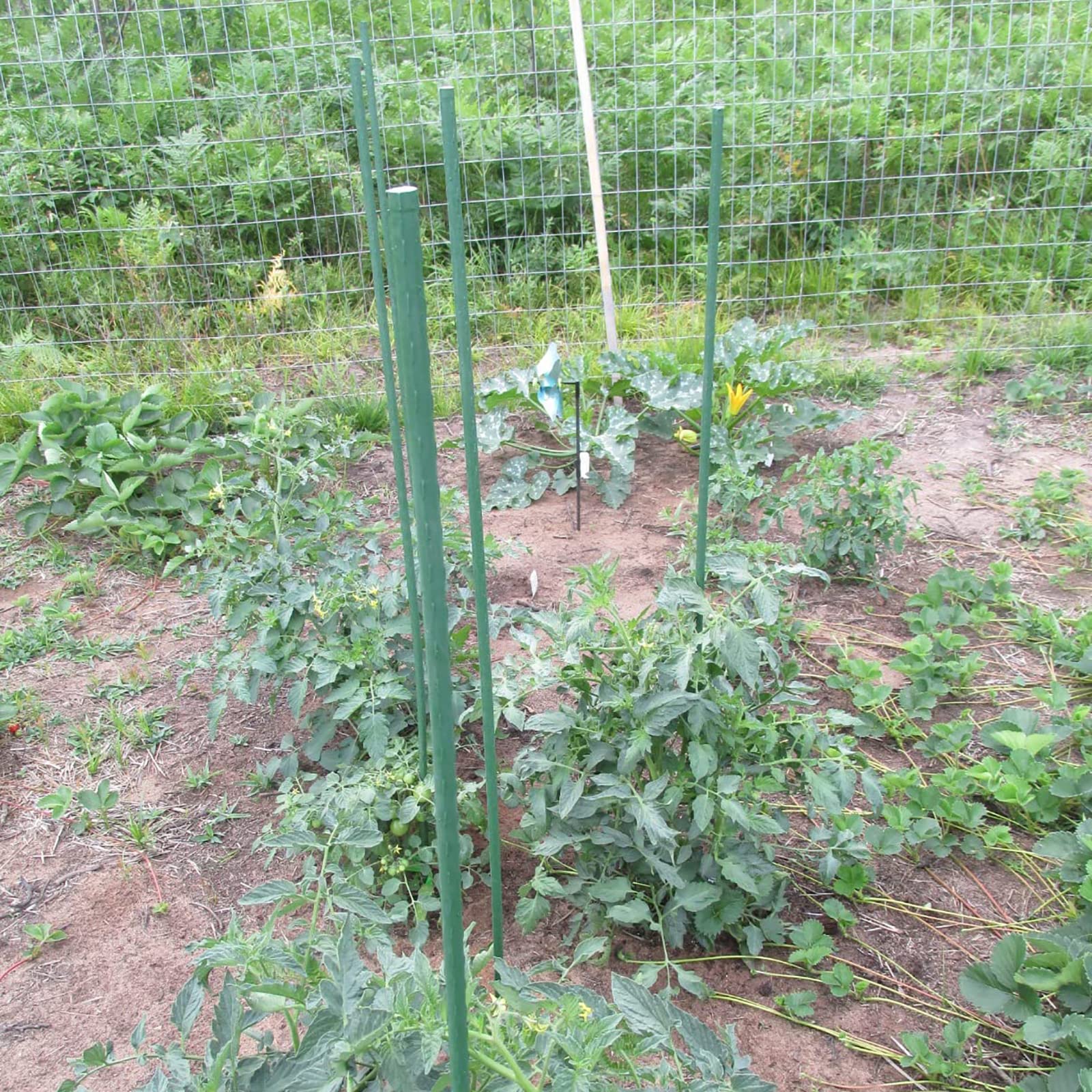 Xuwzenkl stakes installed in garden row showing tidy, durable plant support