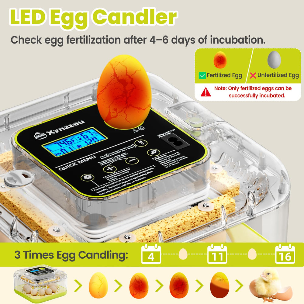 Xynzzeu internal tray layout showing organized egg placement for uniform heating