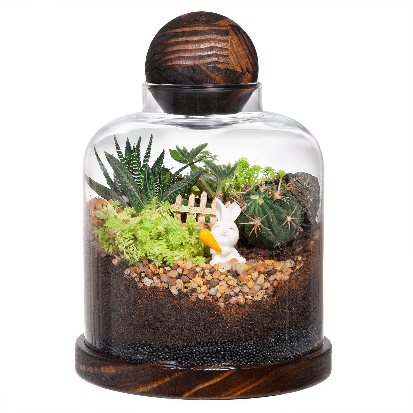 Yangbaga front view showing glass house and wood base for stylish display