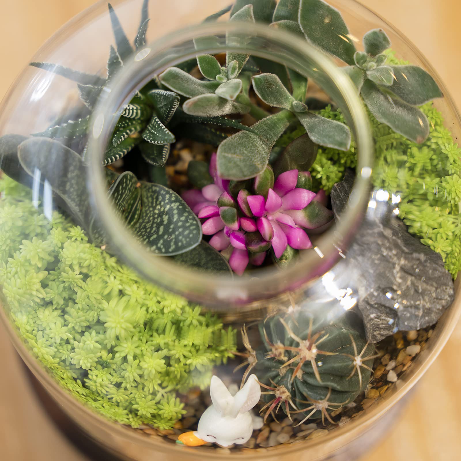 Yangbaga terrarium with succulents demonstrating compact garden appeal