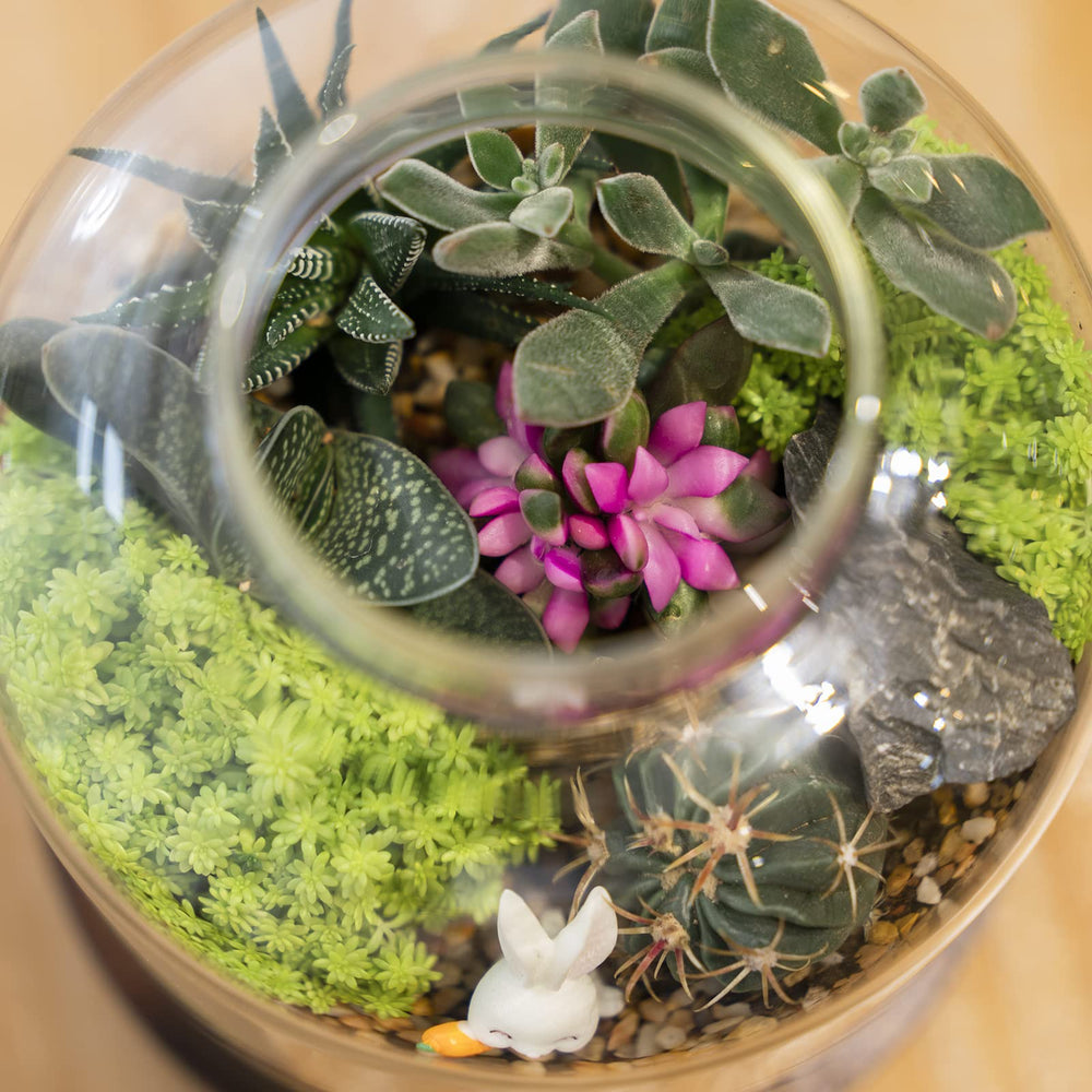Yangbaga terrarium with succulents demonstrating compact garden appeal