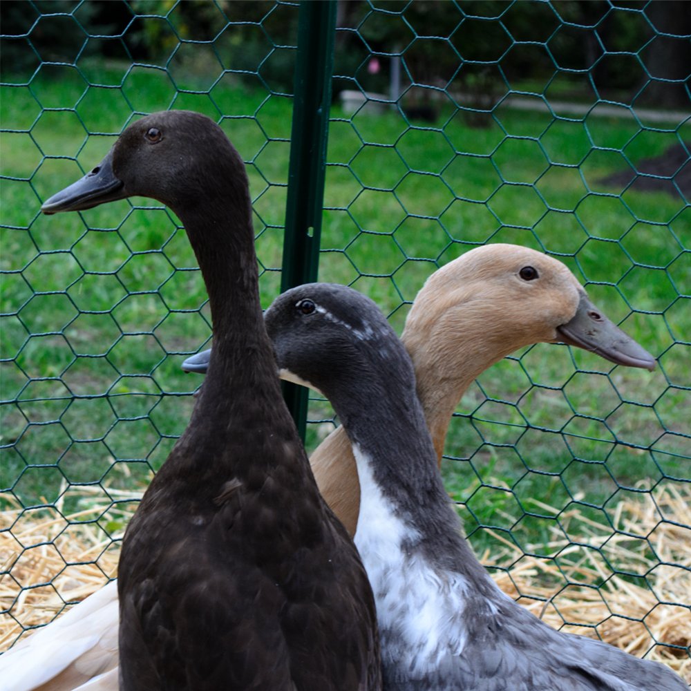 YARDGARD installed chicken run anchored to posts offering secure animal protection