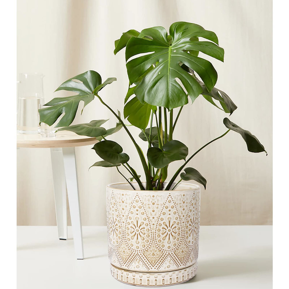YFFSRJDJ planter on table in living room enhancing decor and function