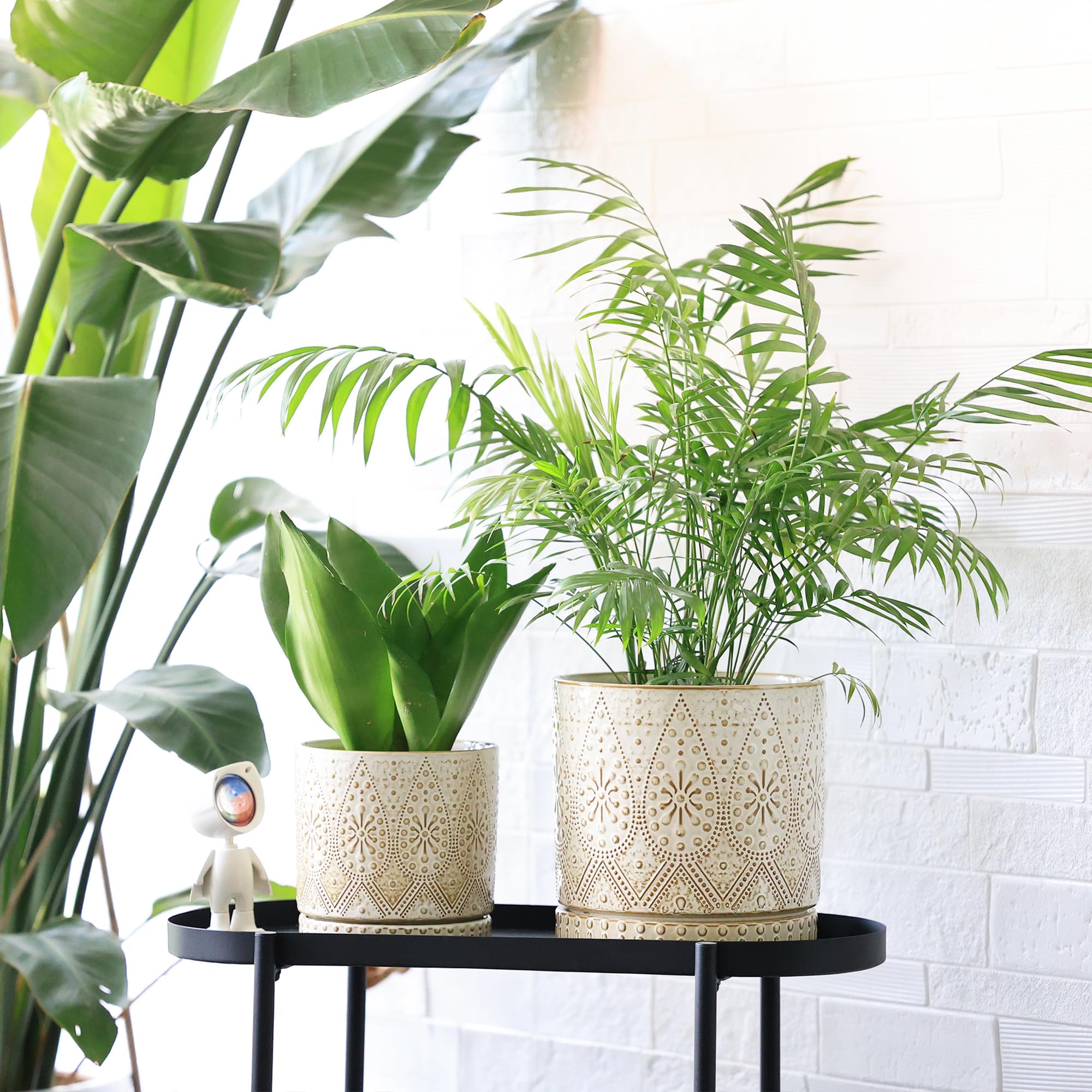 YFFSRJDJ 8" pot with succulent on windowsill offering bright-display benefit