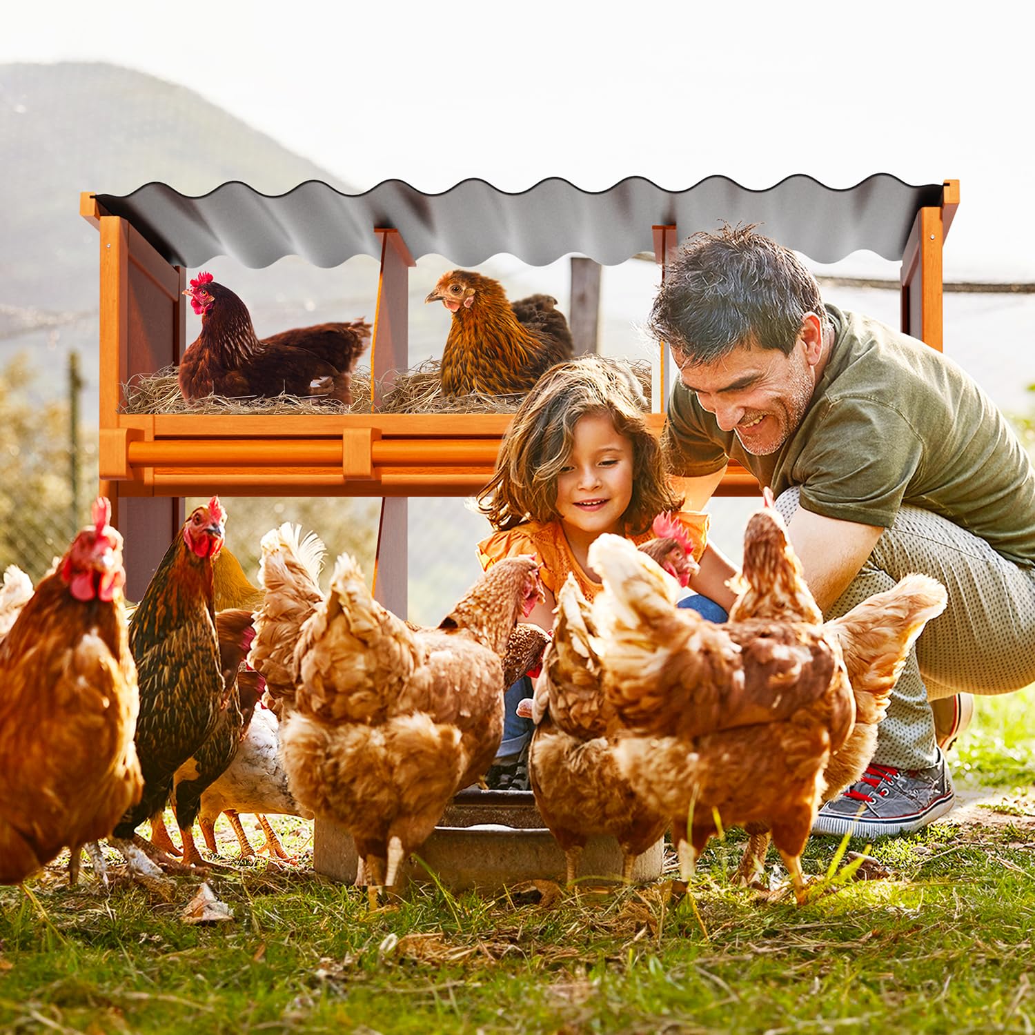 Yhhdjc hen beside nesting box to show scale and generous compartment size