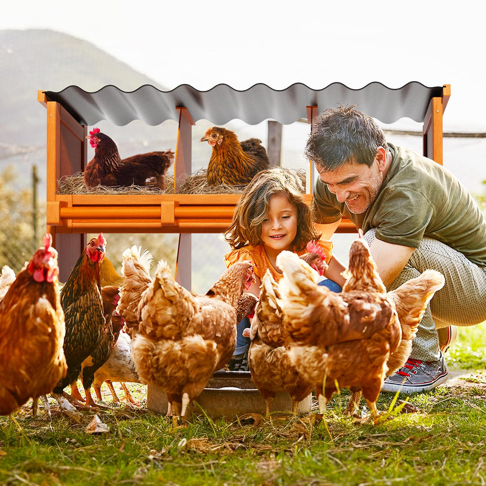Yhhdjc hen beside nesting box to show scale and generous compartment size