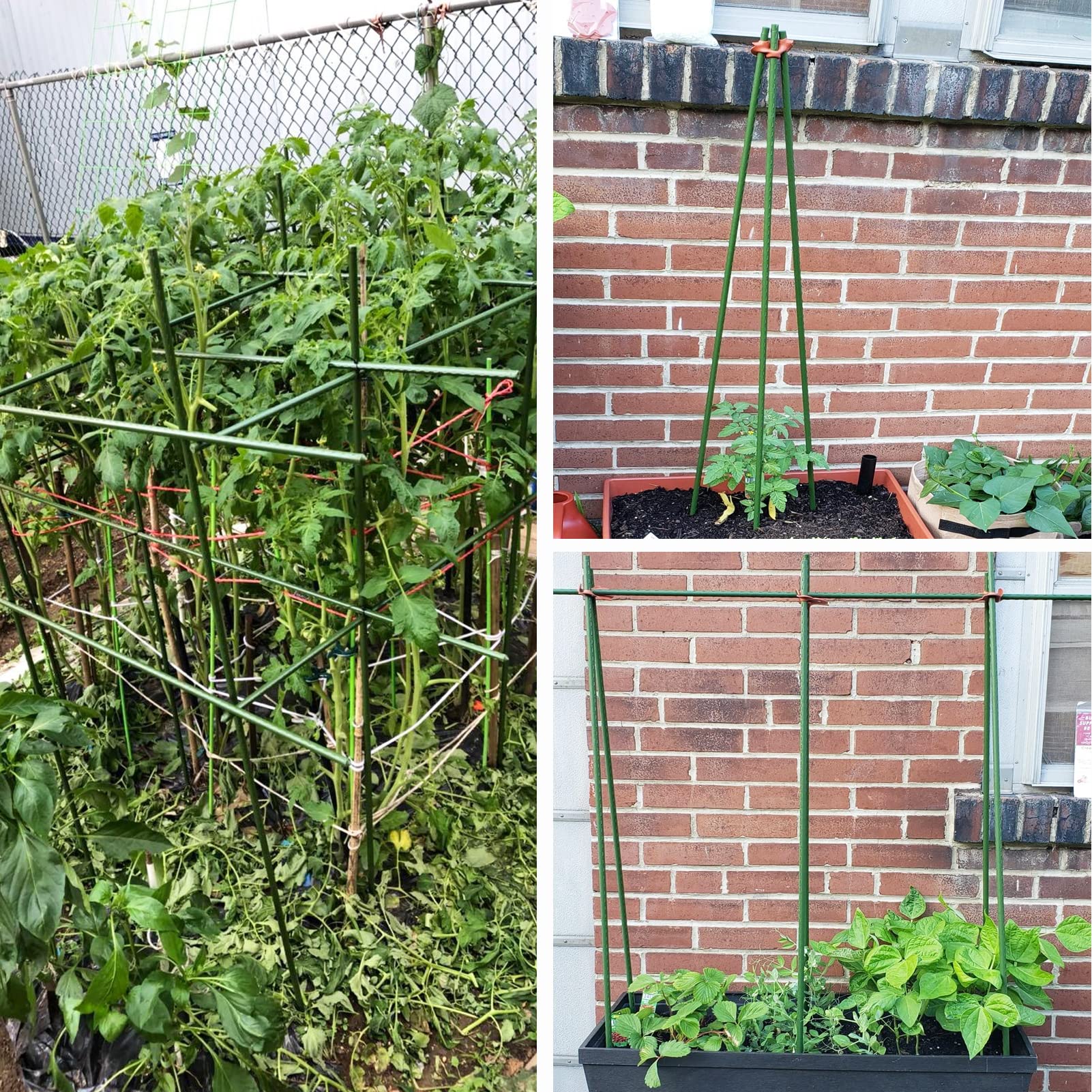 YIDIE side-by-side with ruler showing six-foot height for tall varieties