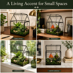 Yimorence interior staged with succulents illustrating attractive plant display