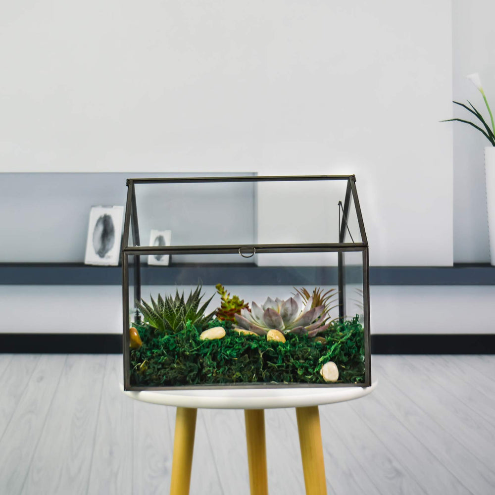 YIMORENCE V interior planting with succulents, demonstrating layered soil and decorative styling